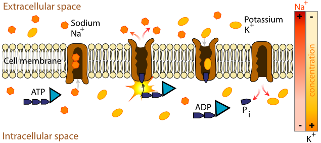 cell ATP Pump